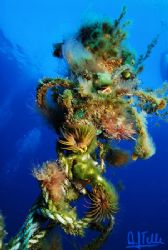 Colonization. 
D200, Sigma 17-70, one Subtronic strobe, ... by Arthur Telle Thiemann 